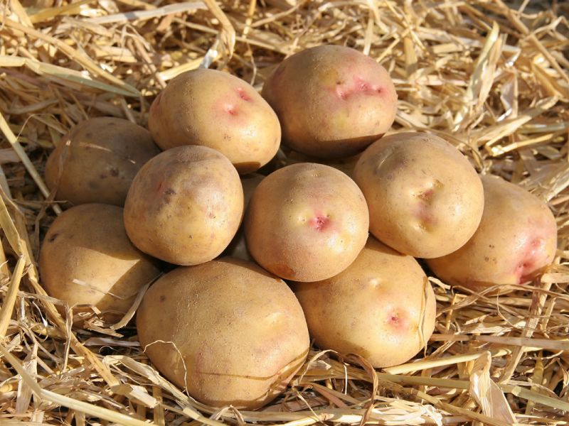 King Edward Potatoes